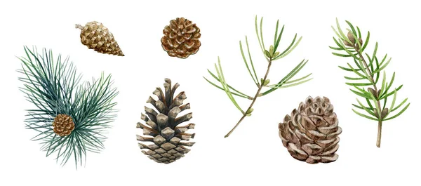 Pine branch, cone set. Watercolor illustration. Hand drawn evergreen pine tree elements. Spruce branches, cone and needle fir tree collection. Traditional festive decor objects on white background Stock Photo