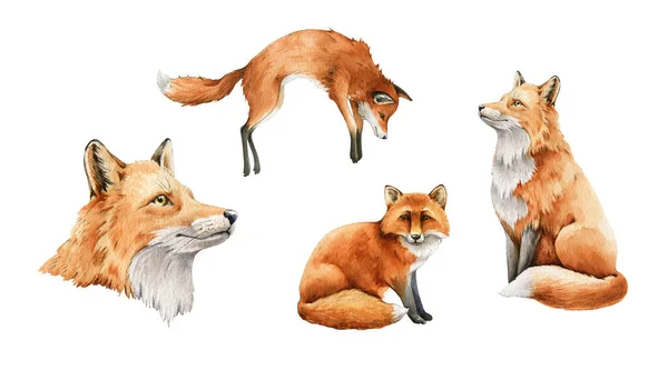 Vetores de Illustartion Em Aquarela De Casal Vermelho Selvagem Raposas  Isolar Em Fundo Branco Esboço De Animais De Floresta Realista e mais imagens  de Raposa - Cão Selvagem - iStock