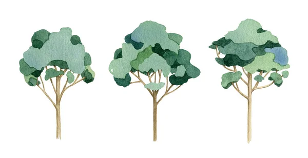 Zestaw drzew eukaliptusowych. Ilustracja akwareli. Ręcznie rysowana zielona, wysoka roślina aromatyczna. Eukaliptusowe drzewo naturalny element izolowany na białym tle — Zdjęcie stockowe