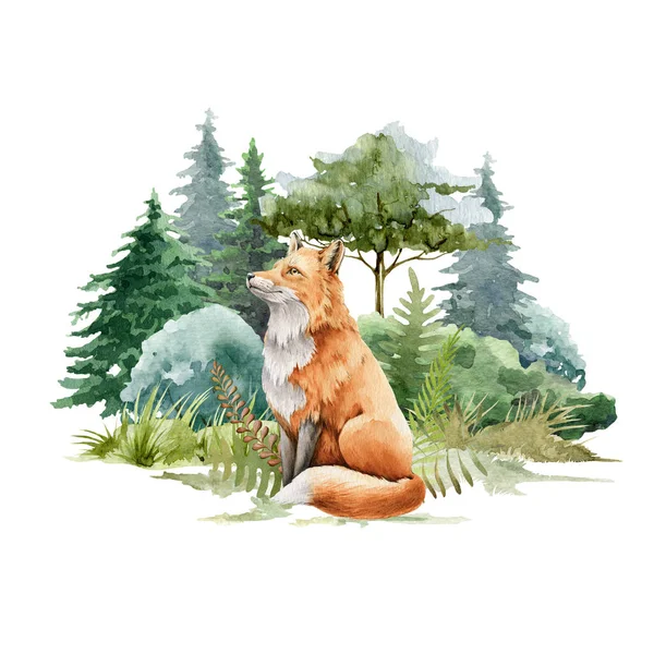 Fox animal in forest landscape. Watercolor illustration. Wild cute red fox in forest scene. Festive print image. Furry animal with red fur wild herbs, bushes and fir trees. Side view forest animal