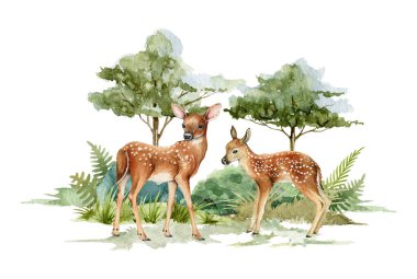 Orman manzarasında bir geyik. Suluboya çizimi. Geyik çifti orman sahnesinde duruyor. Rustik baskı resmi. Vahşi orman otları, çalılar, yeşil ağaçlar içinde bambi. İki orman hayvanı yan görünüm