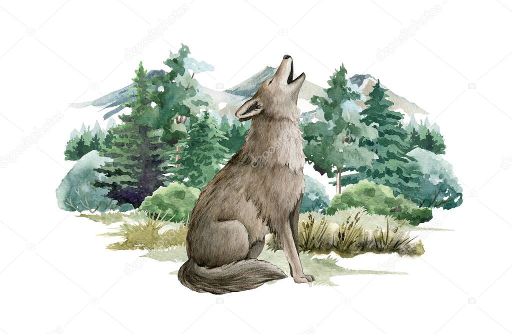 Wolf animal in forest landscape. Watercolor illustration. Wild howling wolf in forest scene. Festive print image. Furry grey animal in wild forest herbs, bushes and fir trees. Side view forest animal
