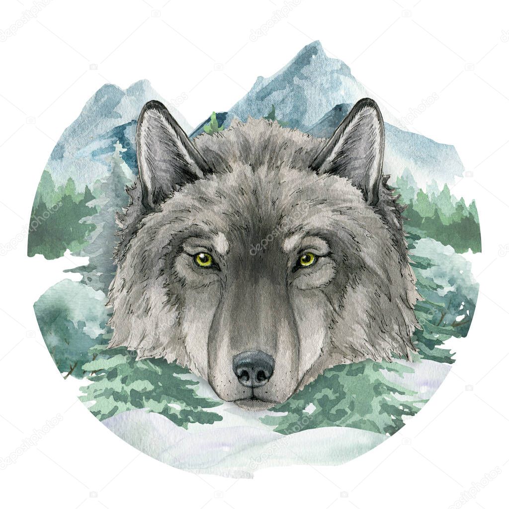 Wolf portrait in mountain wild landscape. Watercolor illustration. Grey wolf view portrait. Wild animal in forest winter scene. Festive print image. Furry animal in mountain landscape, fir trees