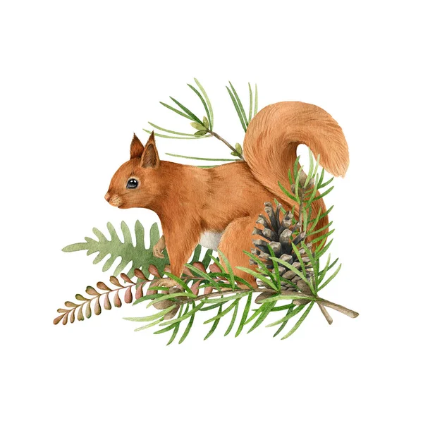 Red squirrel animal, pine branch firn. Watercolor hand drawn illustration. Funny rodent with fluffy fur winter christmas decor element. White background. Funny squirrel with pine winter decoration — Photo