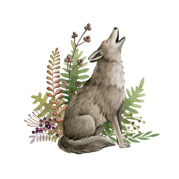 волчьи животные и лесные травы. акварель. дикий воющий волк. Декор цветочной композиции. пушистое серое животное в диких лесных травах, папоротниках, ягодах. вид сбоку