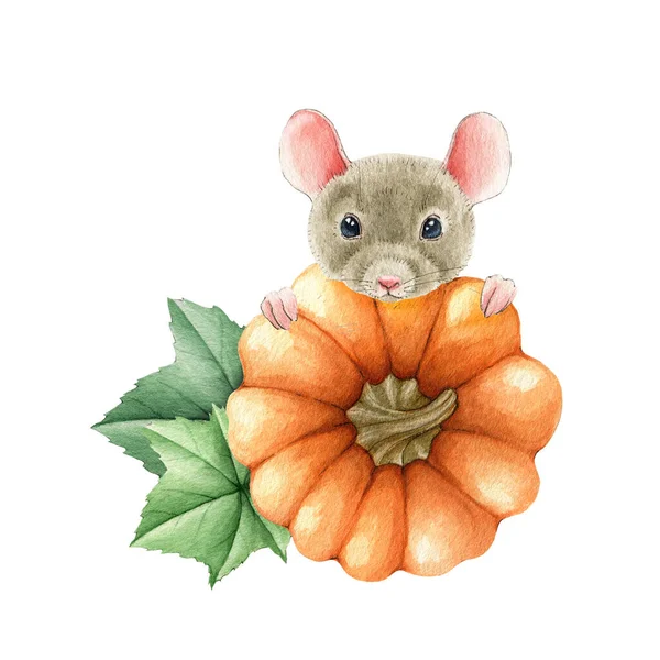 Funny mouse with pumpkin. Watercolor illustration. Thanksgiving decorative rustic elemenet. Cute little mouse peeking out of pumpkin. Halloween garden autumn element. On white background — Stock Photo, Image