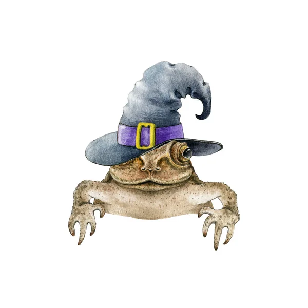 Komik kurbağa ya da cadı şapkalı kurbağa. El çizimi suluboya çizimi. Büyücü şapkalı kurbağayı dikizlemek komik. Cadılar Bayramı için tek bir ön görünüm. Cadılar Bayramı kurbağası beyaz arka planda izole edilmiş — Stok fotoğraf