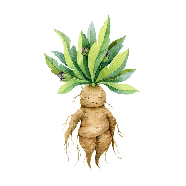 Mandrake Plant Stock Illustrations – 263 Mandrake Plant Stock  Illustrations, Vectors & Clipart - Dreamstime