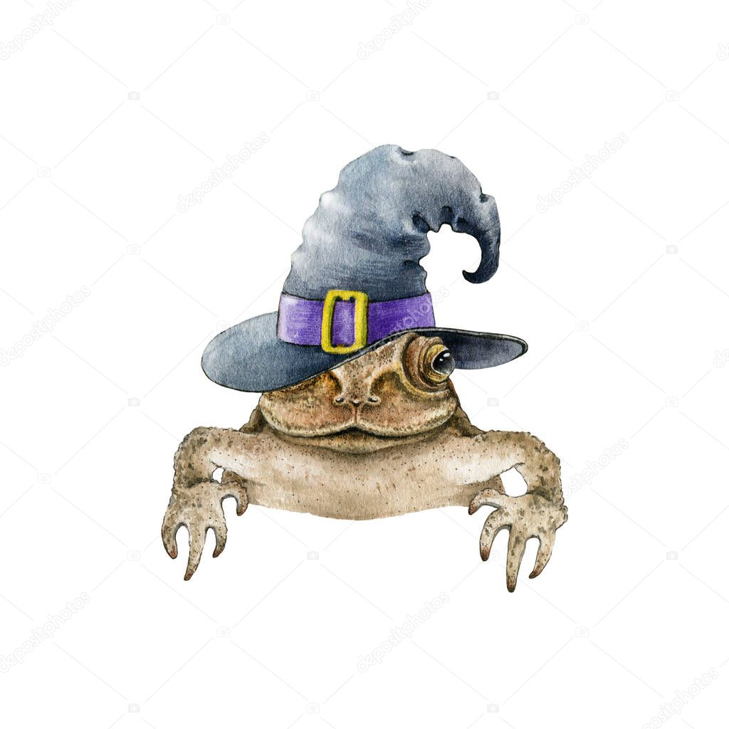 Funny toad or frog in witch hat. Hand drawn watercolor illustration. Funny peeking out frog in wizard hat. Single front view halloween element. Halloween toad isolated on white background