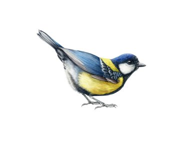 Funny little tit bird. Watercolor illustration. Hand drawn realistic Europe song bird. Great tit common bird close up image. Garden, park, forest, backyard tiny avian on white background