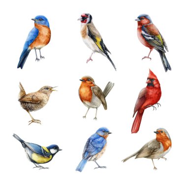 Kuş seti suluboya çizimi. Finch, kırmızı kardinal, doğu mavi kuş, ispinoz, bülbül, çalıkuşu. Gerçekçi bahçe ve orman kuşları koleksiyonu. Beyaz arka planda güzel arka bahçe kuş seti