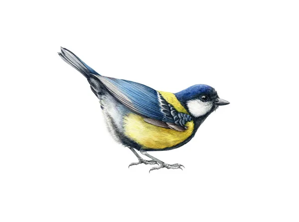 Funny little tit bird. Watercolor illustration. Hand drawn realistic Europe song bird. Great tit common bird close up image. Garden, park, forest, backyard tiny avian on white background — Stockfoto