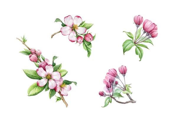 Set di fiori e foglie rosa di melo. Illustrazione floreale ad acquerello. Collezione di elementi a molla a mano. Fiori di mela petali teneri, foglia verde, cime immagine ravvicinata. Isolato su sfondo bianco — Foto Stock