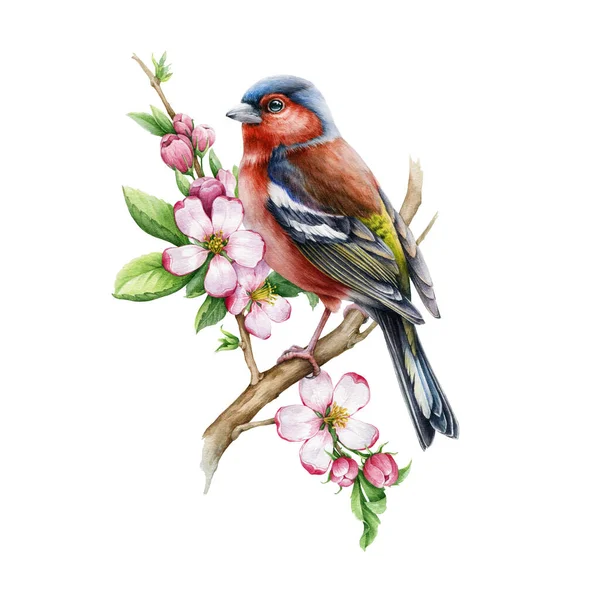 Ptaszek z różowymi kwiatami jabłoni. Ilustracja akwareli. Ręcznie rysowane kwiatowy obraz natury. Ptak ziębski, wiosenna tkliwość kwitnie realistycznym elementem. Songbird, kwiaty na białym tle — Zdjęcie stockowe