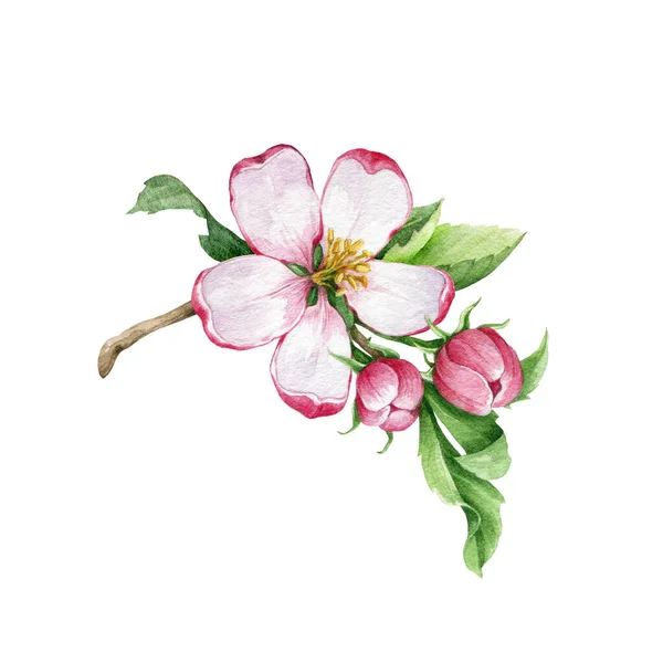 Äppelträd rosa blomma och blad. Akvarell blommig illustration. Handritning fjäderelement. Äppelblomma med mjuka kronblad, grönt blad och knoppar tätt intill bilden. Isolerad på vit bakgrund — Stockfoto