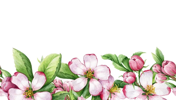 Fiore di melo bordo senza cuciture. Illustrazione ad acquerello. Primavera disegnata a mano elemento bordo infinito floreale. Fiori di mela rosa tenero su sfondo bianco. Fiori e foglie verdi decorazione — Foto Stock