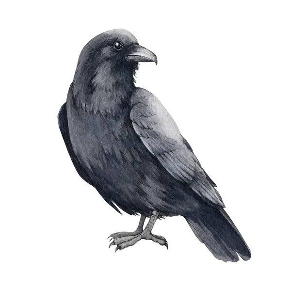 Kara kuzgun suluboya çizimi. El çizimi siyah karga. Geleneksel Cadılar Bayramı. Raven Corvus Corax çizgi film görüntüsü. Beyaz arkaplanda kuş izole edilmiş