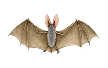 Yarasa hayvan suluboya çizimi. Deri kanatlı, vahşi, korkunç bir hayvan. Vahşi yaşam cadılar bayramı unsuru. Kahverengi yarasa ve büyük kulaklar. Beyaz arkaplan