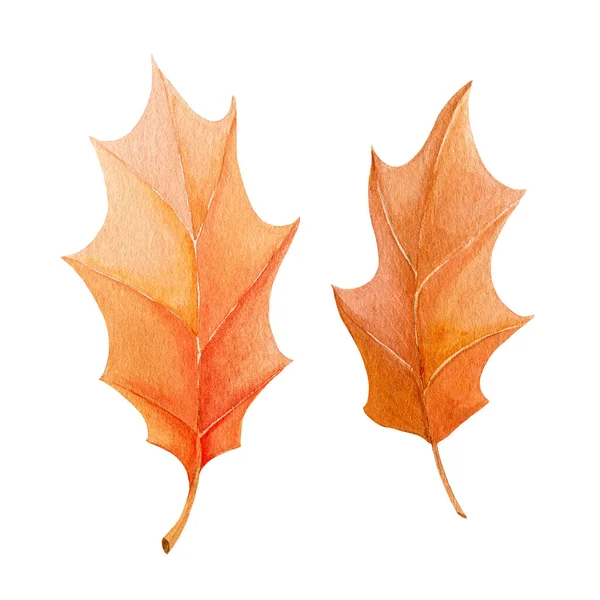 Дубовый лист осенний набор. Акварель. Осенний сезон яркая коллекция листвы. Яркий цвет осенний дуб упал листья элемента. На белом фоне. Желтый и оранжевый лист. — стоковое фото
