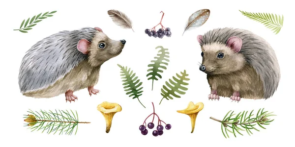 Juego de animales de bosque de erizo. Ilustración en acuarela. Plantas de vida silvestre dibujadas a mano, erizo, ramas de pino, helecho. Elemento lindo realista. Divertido animal con agujas, orejas rosadas. Fondo blanco —  Fotos de Stock