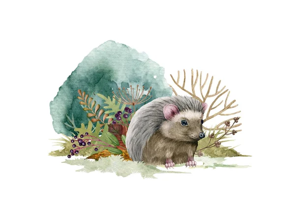 Hedgehog animal forest herbs. Watercolor illustration. Hand drawn hedgehog with wildlife forest and garden herbs, fern, grass, bush. Floral and animal decor. Funny cute animal on white background — Stock Photo, Image