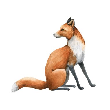 Tilki oturan hayvan. Suluboya çizimi. Vahşi, şirin kızıl tilki oturuşu. Kırmızı kürkü ve siyah patileri olan vahşi yaşam tüylü bir hayvan. Beyaz arka planda izole edilmiş. Sevimli seksi memeli elementi