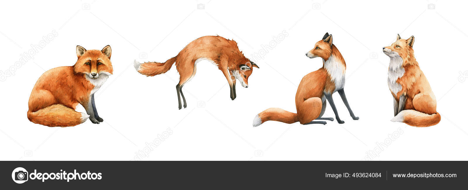 Fox animal set. Watercolor illustration. Wild cute red fox