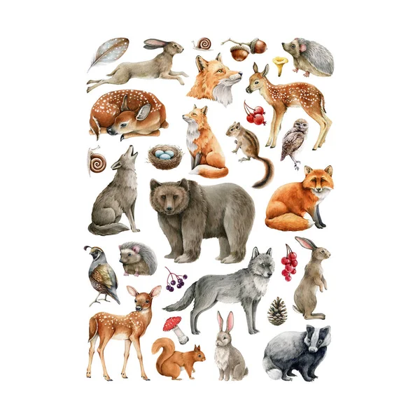 Conjunto de animales y aves forestales. Colección de vida silvestre. Conjunto de animales forestales naturales dibujados a mano. Oso, zorro, lobo, conejo, ardilla, ciervo, petirrojo, hongo, búho. Corazón forma naturaleza cartel —  Fotos de Stock