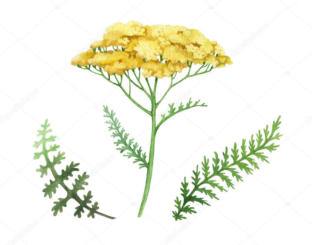 Yarrow yellow flower set. Watercolor illustration. Hand drawn milfoil wild organic herb element collection. Yarrow medical plant. Meadow milfoil yellow natural flower, green leaves. White background
