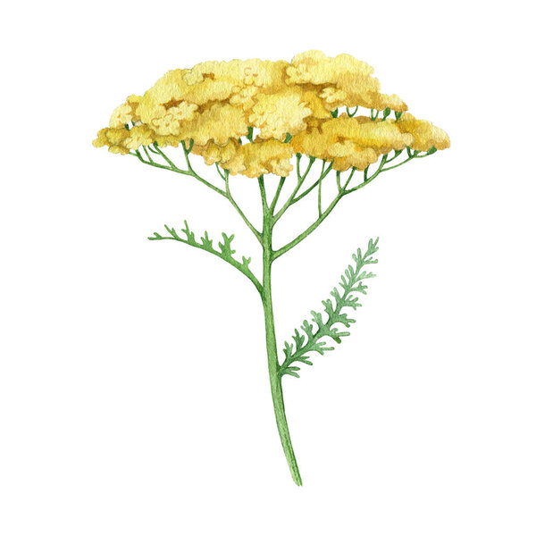 Yarrow yellow flower. Watercolor illustration. Hand drawn milfoil wild organic herb. Yarrow medical plant element. Meadow milfoil yellow natural flower with green leaves. White background