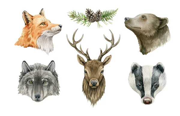 Ritratto animale della foresta. Illustrazione acquerello fauna selvatica. Volpe, lupo, orso grizzly, tasso, elemento testa di cervo impostato. Raccolta di animali selvatici disegnati a mano. Su sfondo bianco — Foto Stock