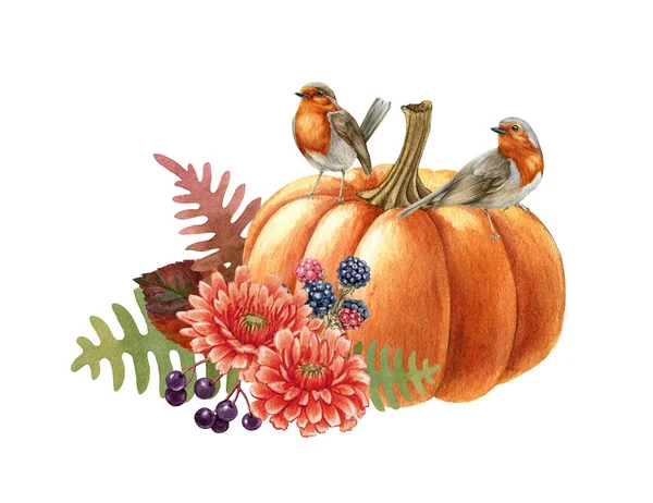 鳥とカボチャの秋の配置。水彩イラスト。手は素朴なお祝いの装飾を描いた。カボチャ、花、果実、秋の葉にロビン鳥。感謝祭の収穫要素。白地 — ストック写真