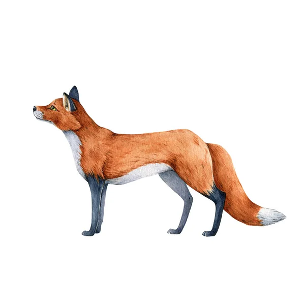 Fox animal acuarela ilustración. Salvaje lindo zorro rojo inmóvil. Fauna peluda con piel roja y patas negras. Adorable foxy mamífero único elemento. Aislado sobre fondo blanco —  Fotos de Stock