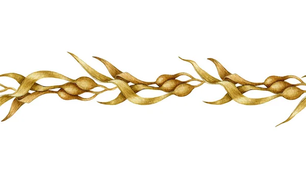 Sjögräs sömlös gräns. Akvarell illustration. Handritat kelp-element. Under vatten ekologisk vegan växt sömlös gräns. Färsk alggren med blad. Isolerad på vit bakgrund — Stockfoto