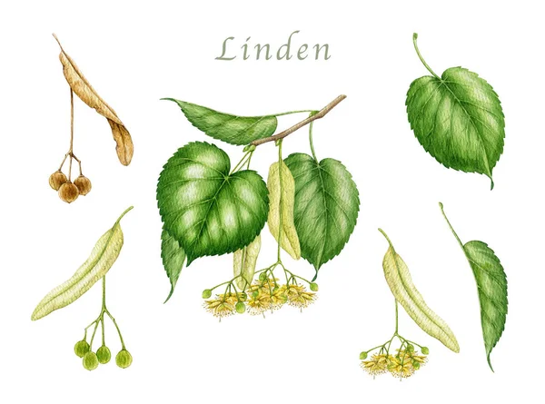 Linden ağacı dalı, yapraklar, meyve ve çiçek elementleri suluboya vintage tarzında illüstrasyon oluşturur. El çizimi kireç ağacı beyaz arkaplanda izole edilmiş botanik element koleksiyonu kapat.