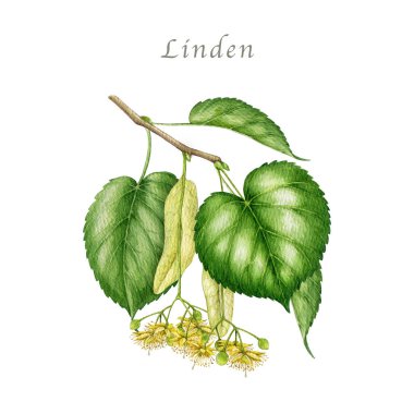 Yeşil yapraklı ve çiçek açan ıhlamur ağacı dalı. Elle çizilmiş suluboya klasik resim. Bahar zamanı kireç ağacı dalı beyaz arka planda izole edilmiş botanik elementini kapat.