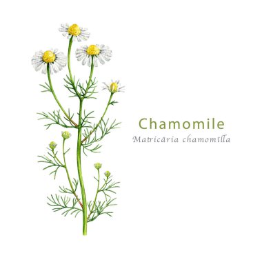 Çiçekli papatya bitkisi suluboya eski tarz illüstrasyon. El yapımı matricaria chamomilla şifalı doğal bitki beyaz arka planda izole edilmiş..