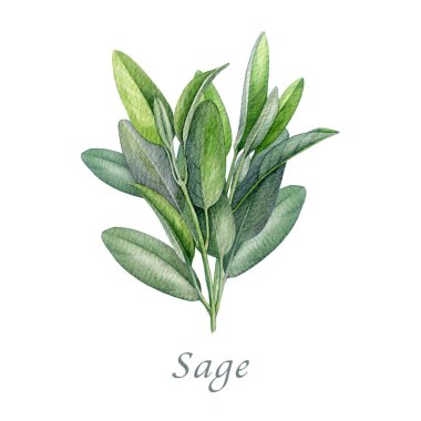 Sage herb suluboya vintage çizimi. El yapımı salvia officinalis bitkisi. Gerçekçi bitkisel adaçayı organik bitki elementi. Beyaz arkaplanda yeşil yapraklı doğal salvia kökü.