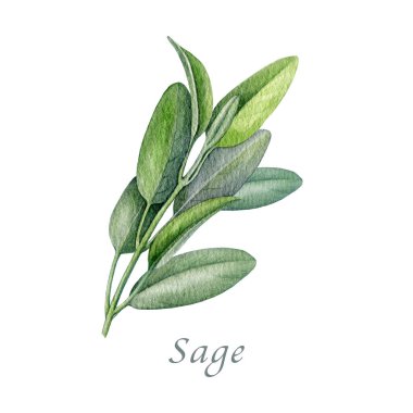 Sage herb suluboya vintage çizimi. El yapımı salvia officinalis bitkisi. Gerçekçi bitkisel adaçayı organik bitki elementi. Beyaz arkaplanda yeşil yapraklı taze salvia sapı.