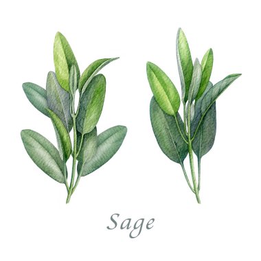 Adaçayı suyu, suluboya eski bir illüstrasyondur. El yapımı salvia officinalis bitkisi. Gerçekçi bitkisel adaçayı organik bitki elementi. Beyaz arkaplanda yeşil yapraklı doğal salvia kökü.