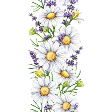 Lavanta ve papatya çiçekleri dikişsiz sınır dekoru elementi suluboya çizimi. El yapımı papatya çiçekleri ve lavanta sapları, beyaz arka planda izole edilmiş çiçek sınır dekorasyonu elementi..