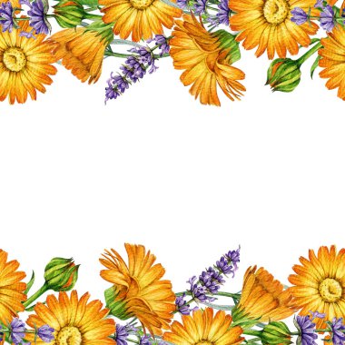 Lavanta ve takvim çiçekleri dikişsiz sınır dekoru elementi suluboya çizimi. El çizimi, lavanta saplarıyla karıştırılmış taze takvim. Beyaz arka planda izole edilmiş çiçek çerçevesi..