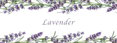 Yumuşak lavanta çiçekleri dikişsiz sınır dekoru elementi suluboya çizimi. El yapımı organik lavandula bitkisi botanik çizimi. Beyaz arka planda lavanta bitkisinin kusursuz sınırı.