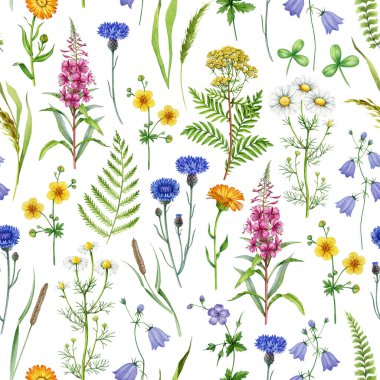 Çayır kır çiçekleri dikişsiz desenli suluboya resim. El çizimi papatya çayı, çan çiçeği, ateş çiçeği, çiçek açan tansi yaz çiçekleri beyaz arka planda zarif süslemeler..