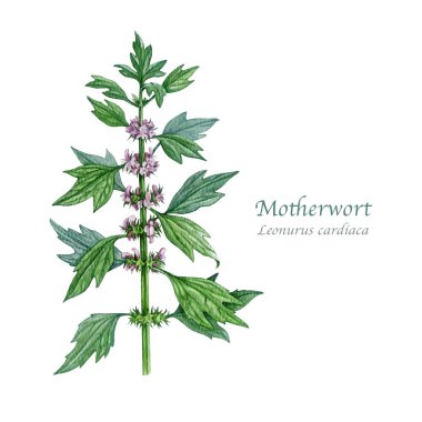 Beyaz arka plan suluboya illüstrasyonunda anne otu otu otu. Elle çizilmiş Leonurus kardiakası tıbbi bitki klasik botanik çizimi. Anasının gözü doğal bitkisel tedavi elementi..