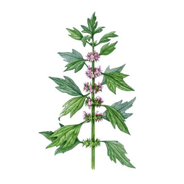 Beyaz arka plan suluboya illüstrasyonunda anne otu otu otu. Elle çizilmiş Leonurus kardiakası tıbbi bitki klasik botanik çizimi. Anasının gözü doğal bitkisel ilaç tedavisi elementi..