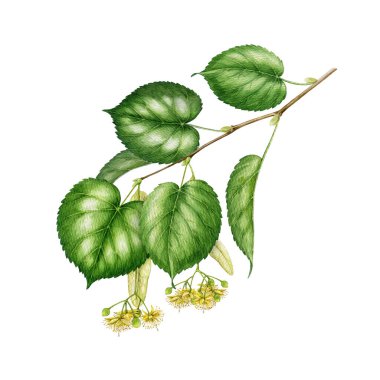 Çiçekler açan ve yeşil yaprakları olan kireç ağacı dalları suluboya vintage tarzında illüstrasyon. El çizimi ilkbahar ıhlamur ağacı dalı beyaz arkaplanda izole edilmiş botanik elementi kapat.