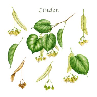 Linden ağacı dalı, yapraklar, fındıklar ve çiçek elementleri suluboya vintage stil illüstrasyonunu oluşturur. El çizimi kireç ağacı beyaz arkaplanda izole edilmiş botanik element koleksiyonu kapat.