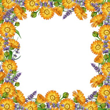Lavanta ve calendula çiçekleri kare kare dekor elementi suluboya çizimi. El çizimi, lavanta saplarıyla karıştırılmış taze takvim beyaz arka planda izole edilmiş çiçek çerçevesi tasarımı.