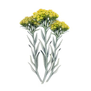 Helichrysum bitki suluboya botanik çizimi. El yapımı şifalı kır çiçeği otu. Helichrysum arenaryum bitkisel ilaç, homeopati tedavisi beyaz arka planda izole doğal element.